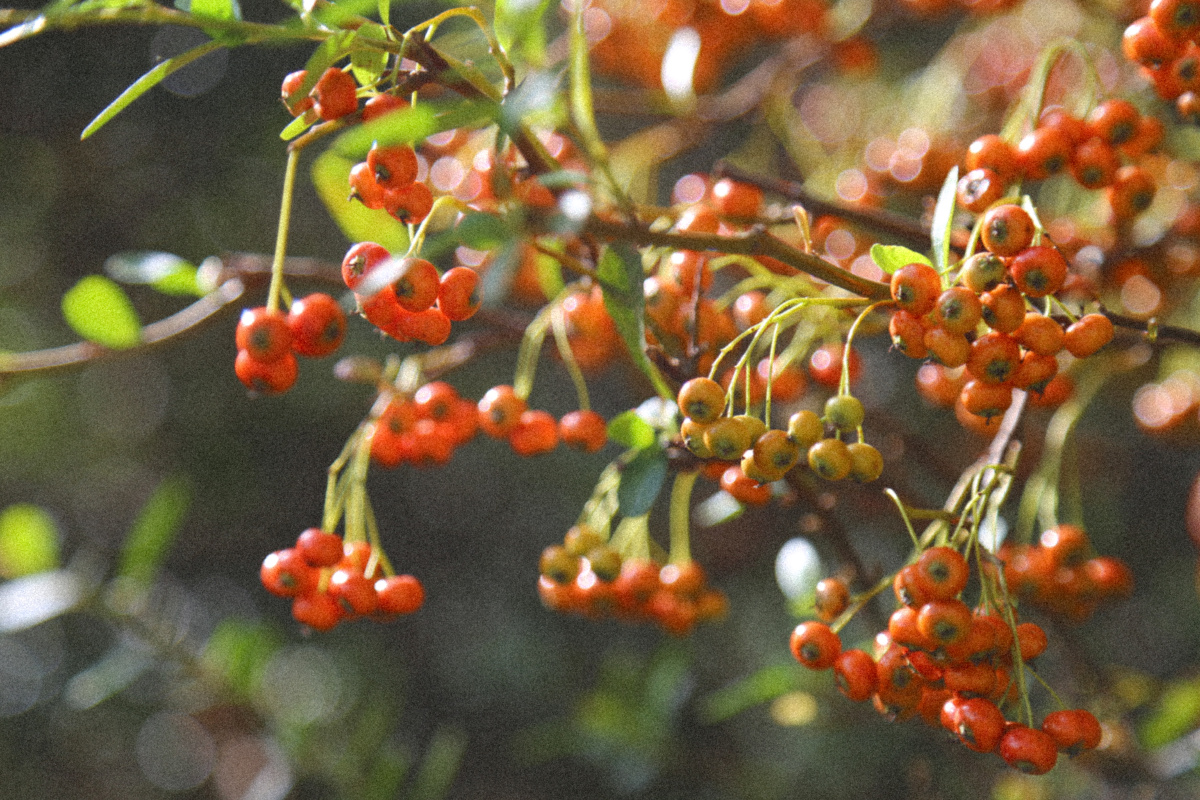 秋天是多彩的季节红色橙色的果子红枫黄花绿叶