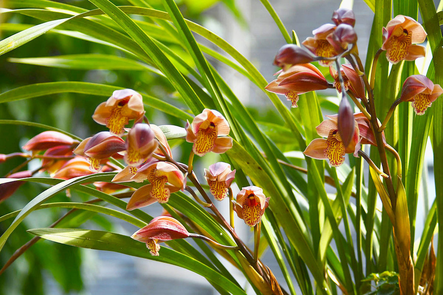 兰花之最--虎头兰查看大图曝光:1/320 sec光圈:f1快门:1.