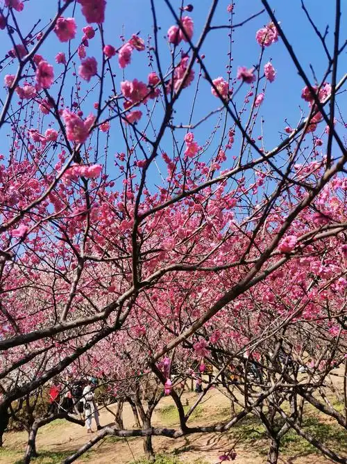 梅花,腊梅花,雪下的风景