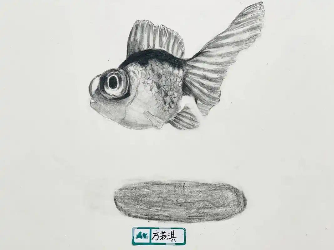 金鱼 #鱼获满满#素描 鱼类绘画写生 - 抖音