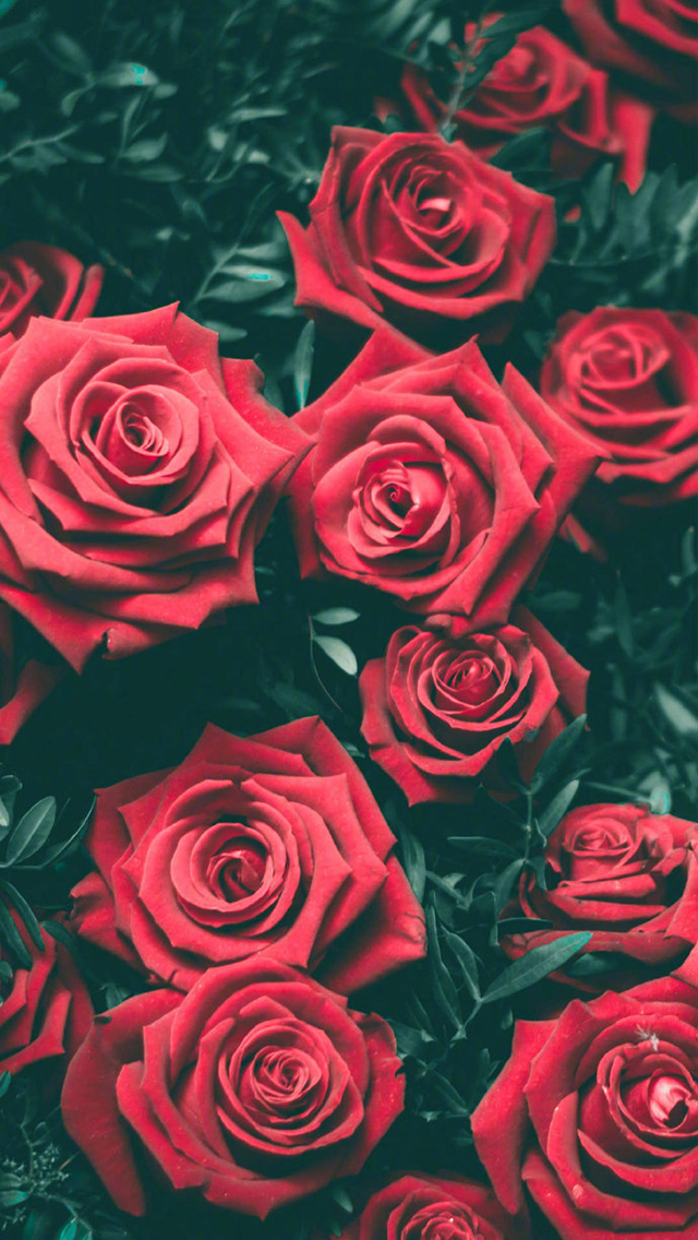 红色主题高清唯美手机壁纸