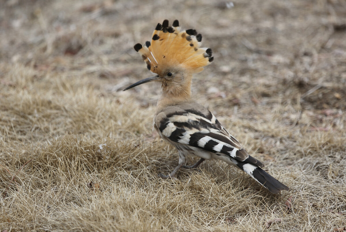 湖北恩施发现一种怪鸟,头上戴羽冠,尖嘴细长,相传此为阳雀马