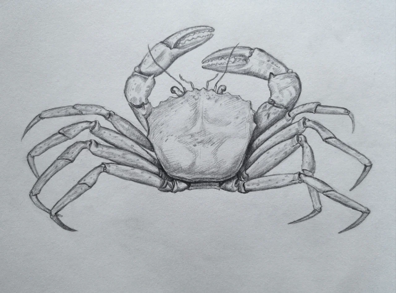 素描画大闸蟹