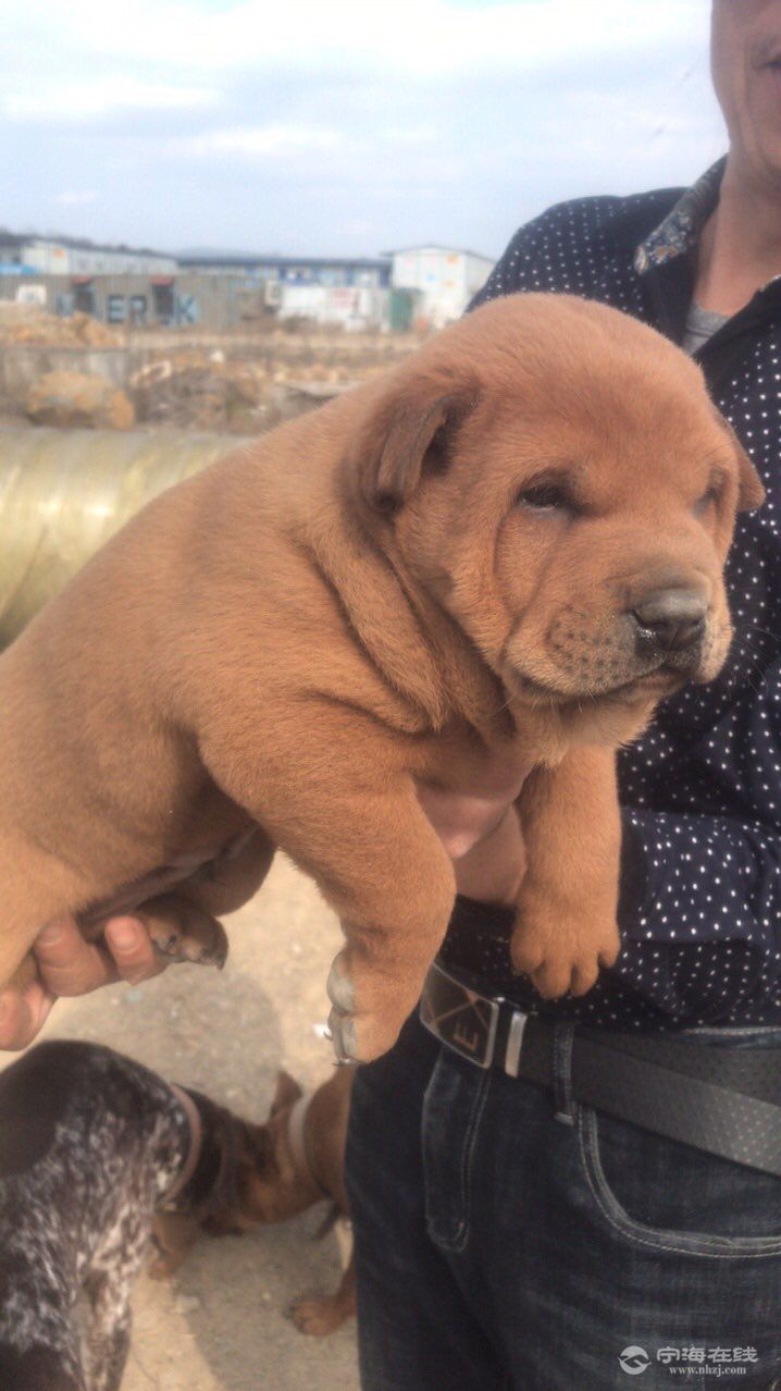 精品广西土猎灵山大头