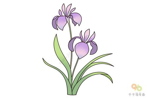 漂亮的兰花简笔画图片