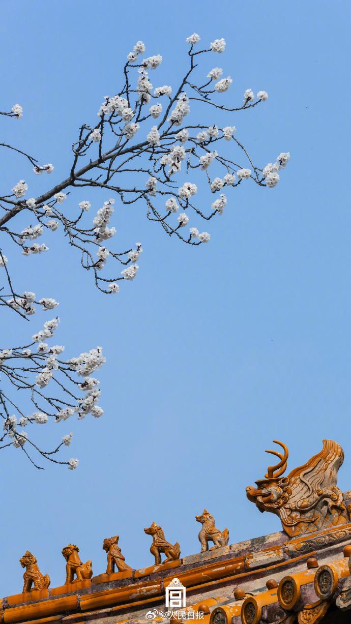 【唯美!#故宫发布杏花壁纸#】借暖风春水,照枝头新妆.