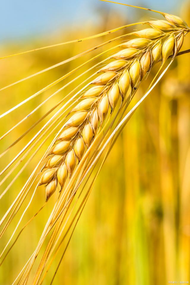 镰刀无情的收割着地里的果实,生命如同大地上金黄的麦穗,沉甸甸的低头