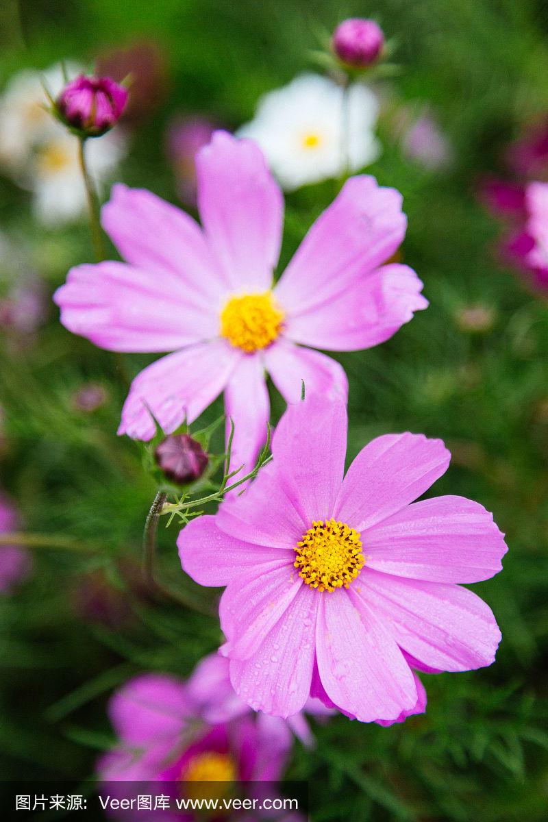 大波斯菊,粉色,垂直画幅,留白,夏天