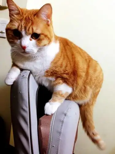 我有一只小黄猫