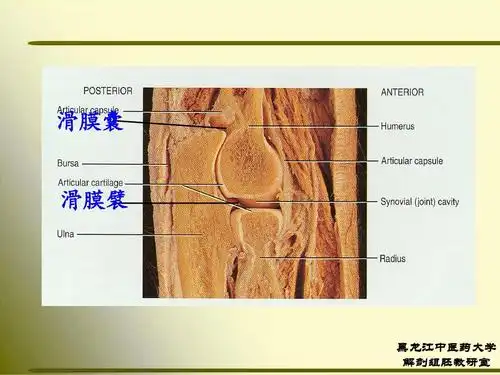 滑膜囊 滑膜襞 黑龙江中医药大学 解剖组胚教研室