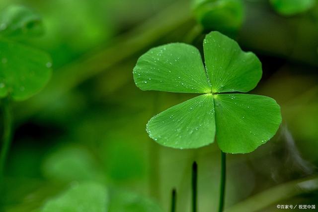 它的每一片叶子都代表着一种祝福,分别是:希望,信仰,爱和幸运.