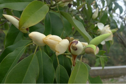 深山含笑和乐昌含笑的区别有哪些?知道这些你就不会认错他们了