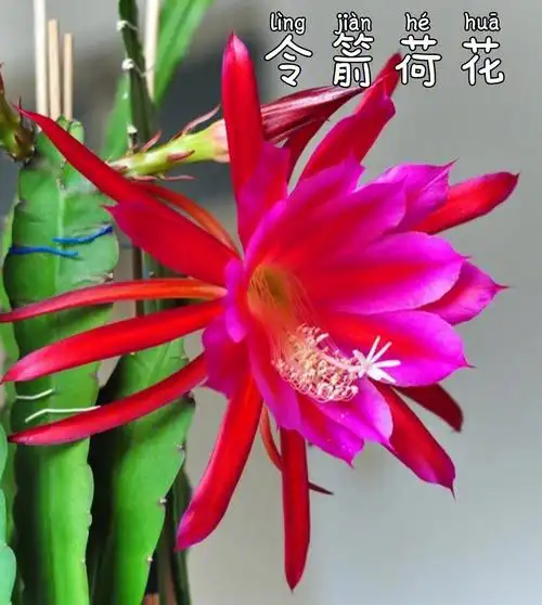 每天认识一款植物令箭荷花