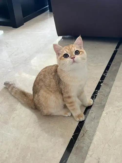 4个半月金渐层小公猫幼猫体重2