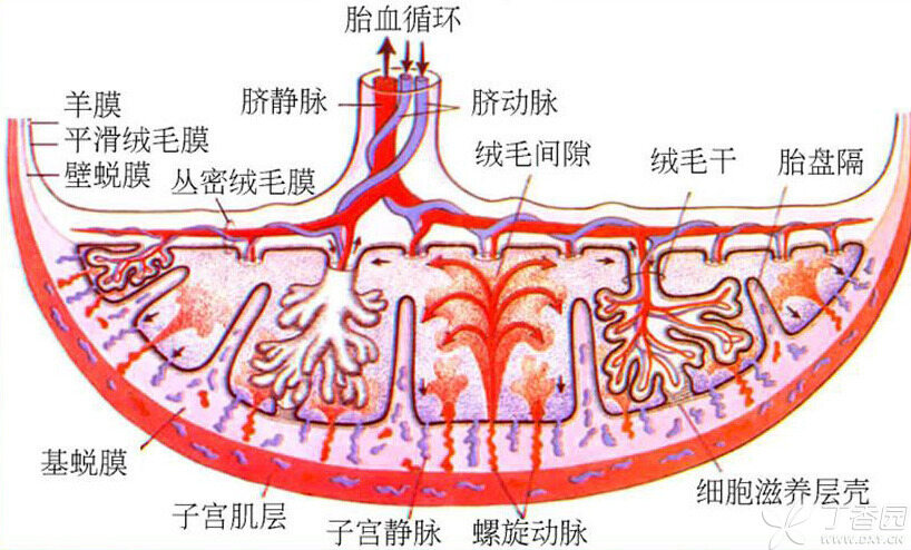 版胎膜是胎儿的附属结构,主要包括绒毛膜,卵黄囊,尿囊,羊膜和脐带等