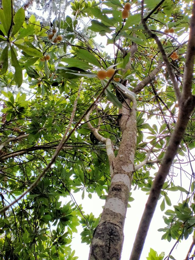 带大家看看我今天上山摘杨梅!