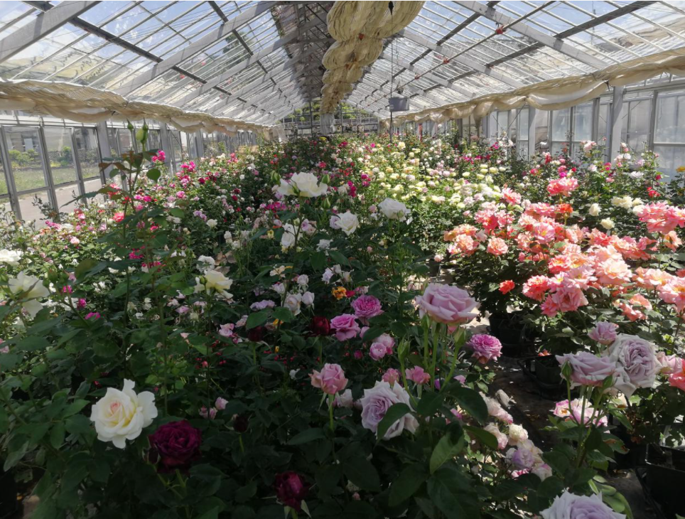应用案例资产监测设备助力大棚月季花种植