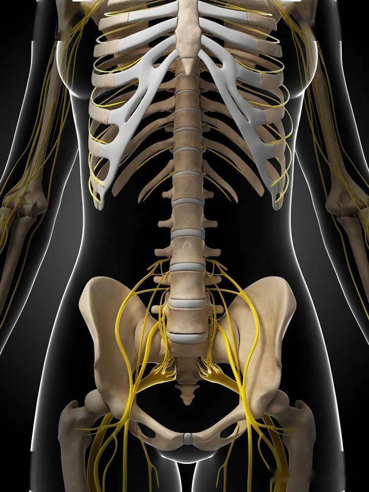 我们常听到身边的人出现坐骨神经痛,而且伴有放射性的发麻,无力的症状