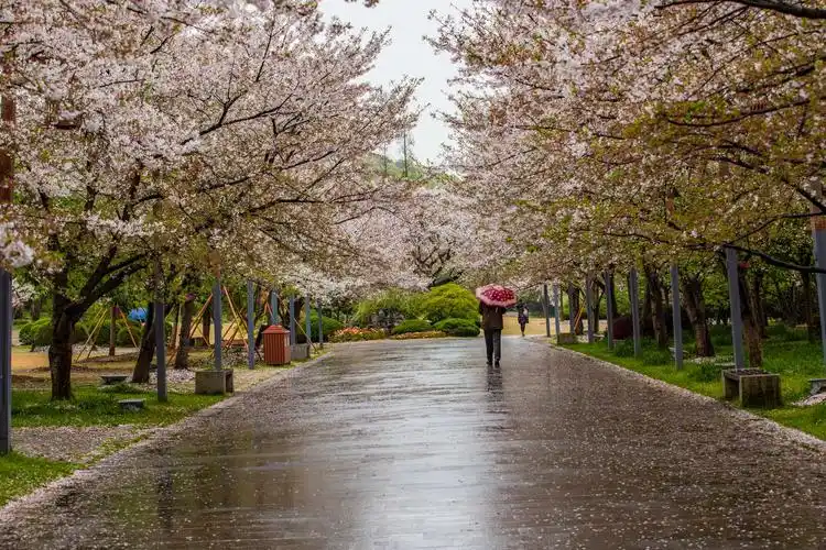 雨中樱花
