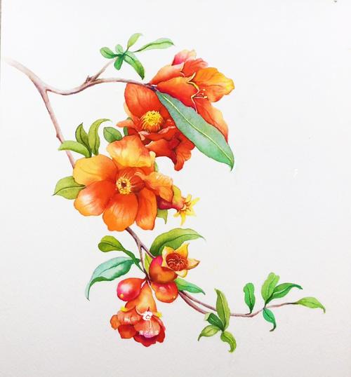 彩色石榴花简笔画图片大全石榴花简笔画图片大全石榴花简笔画图片石榴