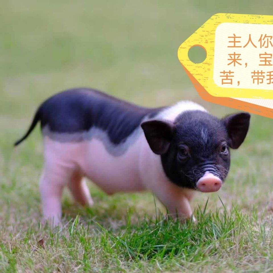 抖音快手网红宠物活体小香猪,!送大礼包可以图片视频自己选