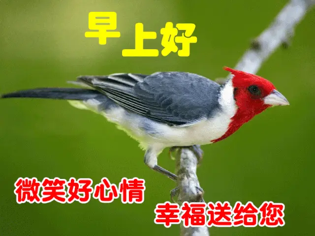 12月4日周五漂亮早上好问候动态图带字12月早安问候祝福语图片带字