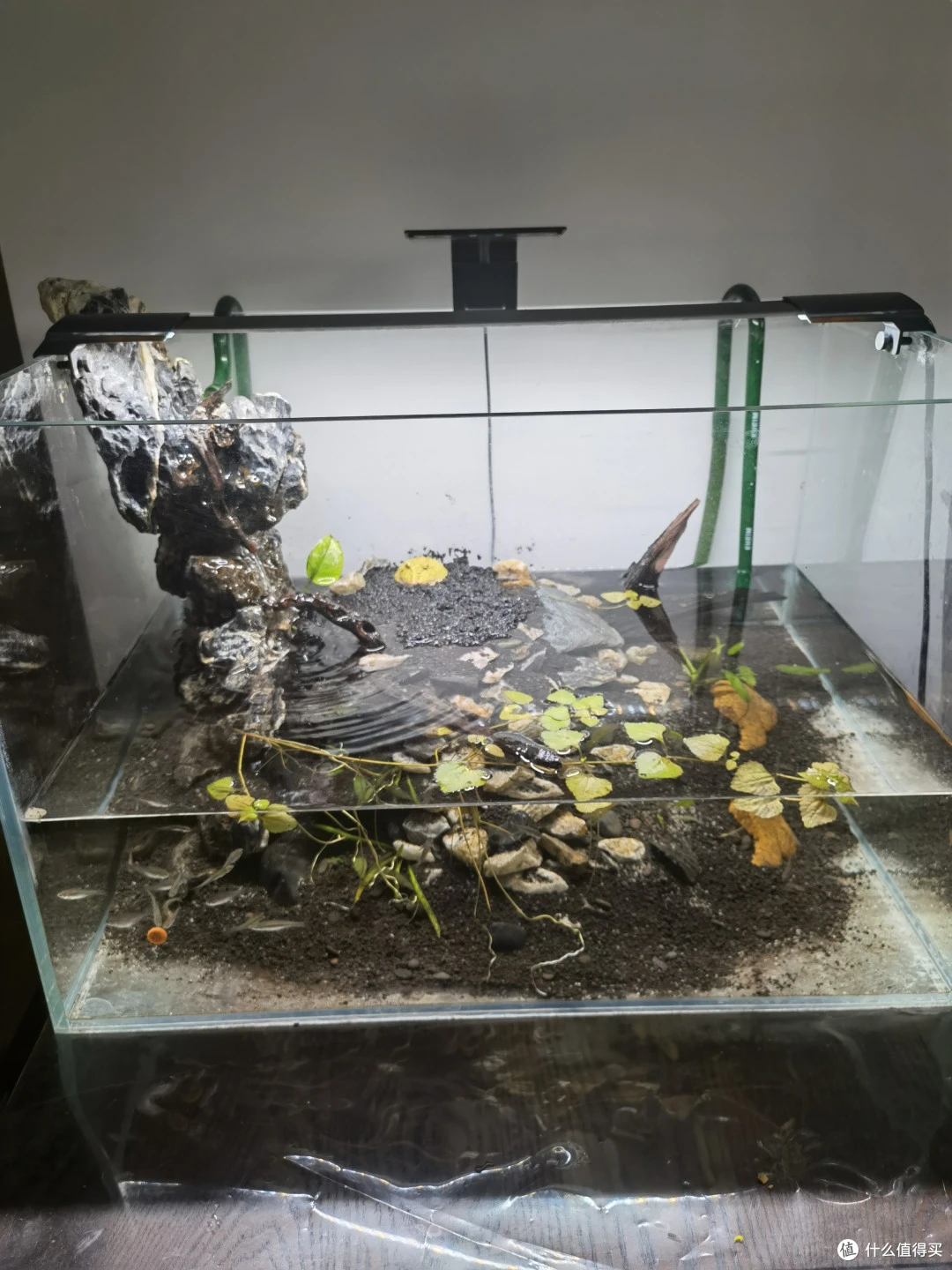 一只黄金角蛙豪宅鱼缸养角蛙与原生鱼