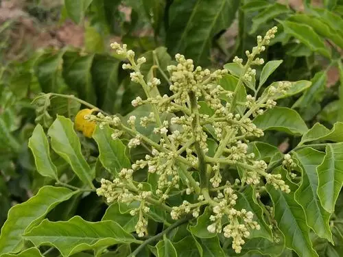 黄皮树 - 花粉随手拍生活 花粉俱乐部