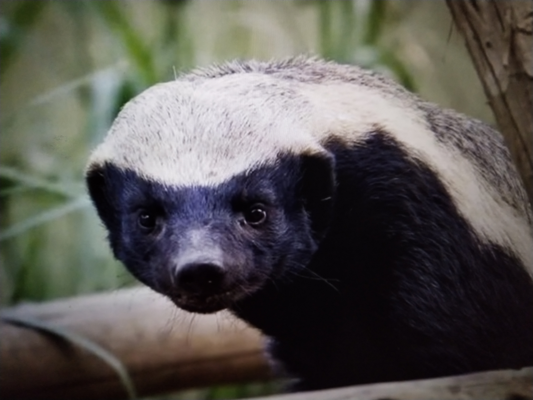 这个话题再怎么着也不能忘了非洲平头哥啊.