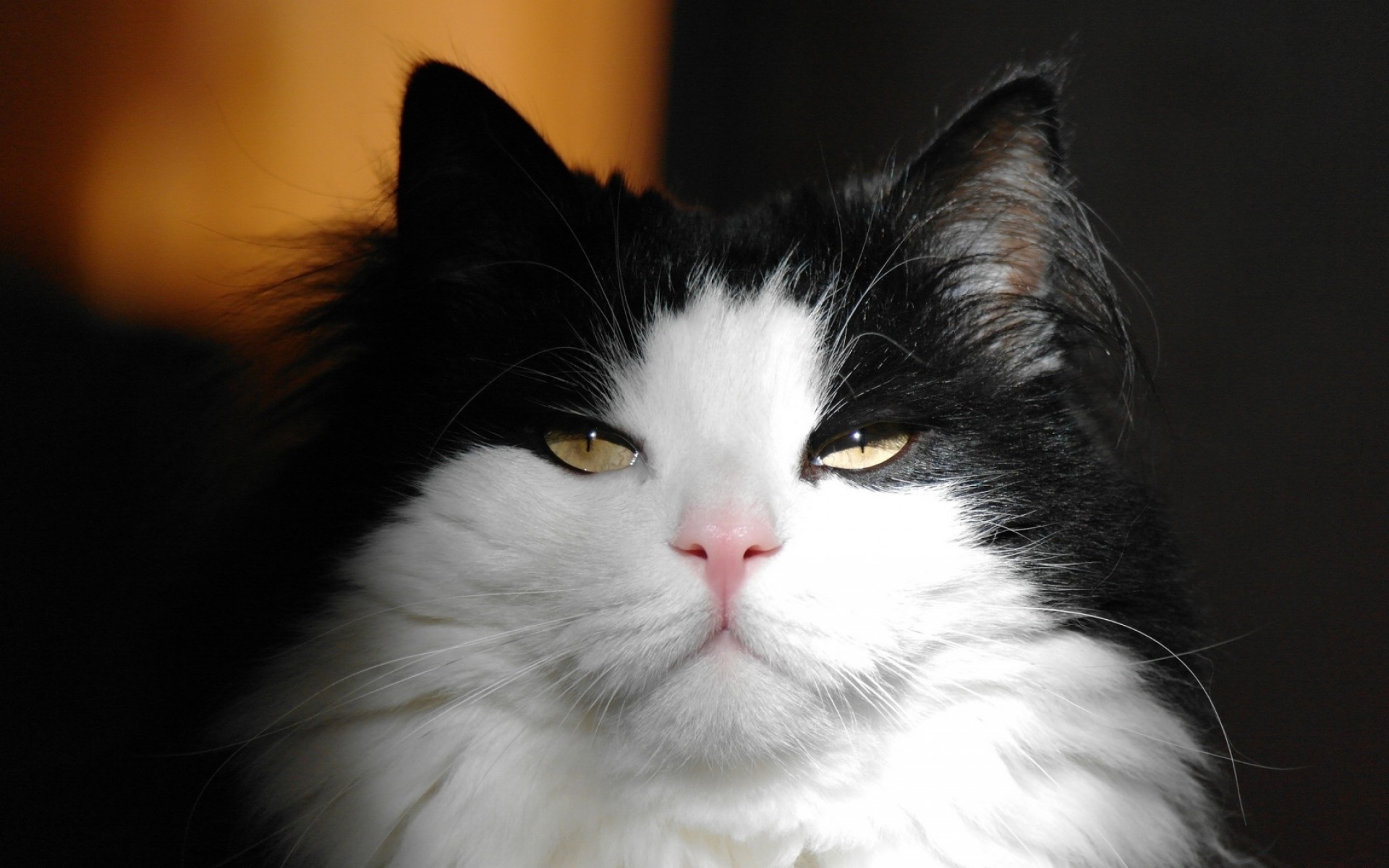 霸气外露的猫咪高清桌面壁纸