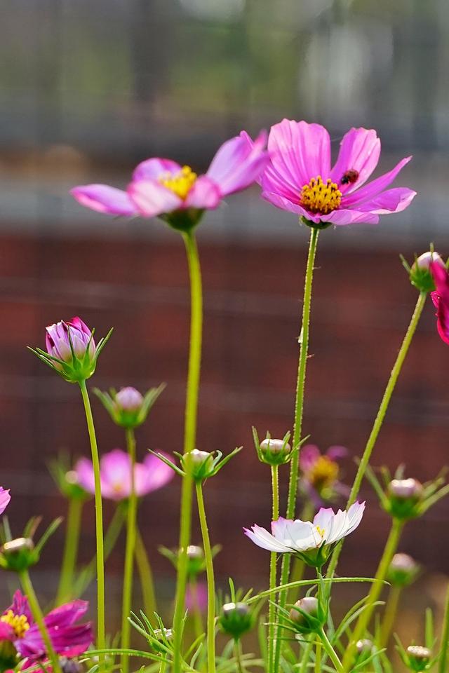 格桑花幸福之花,可以给你们带来好运