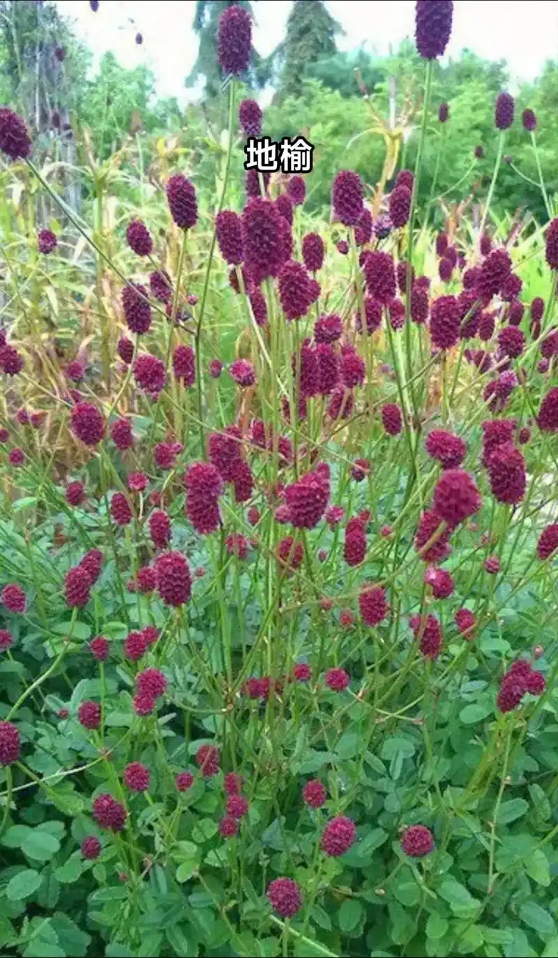 药材鉴别.地榆 #植物科普 #药用植物 #一日一植物 #每天 - 抖音