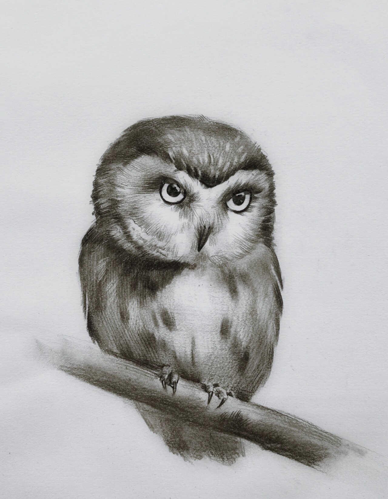 猫头鹰素描绘画步骤