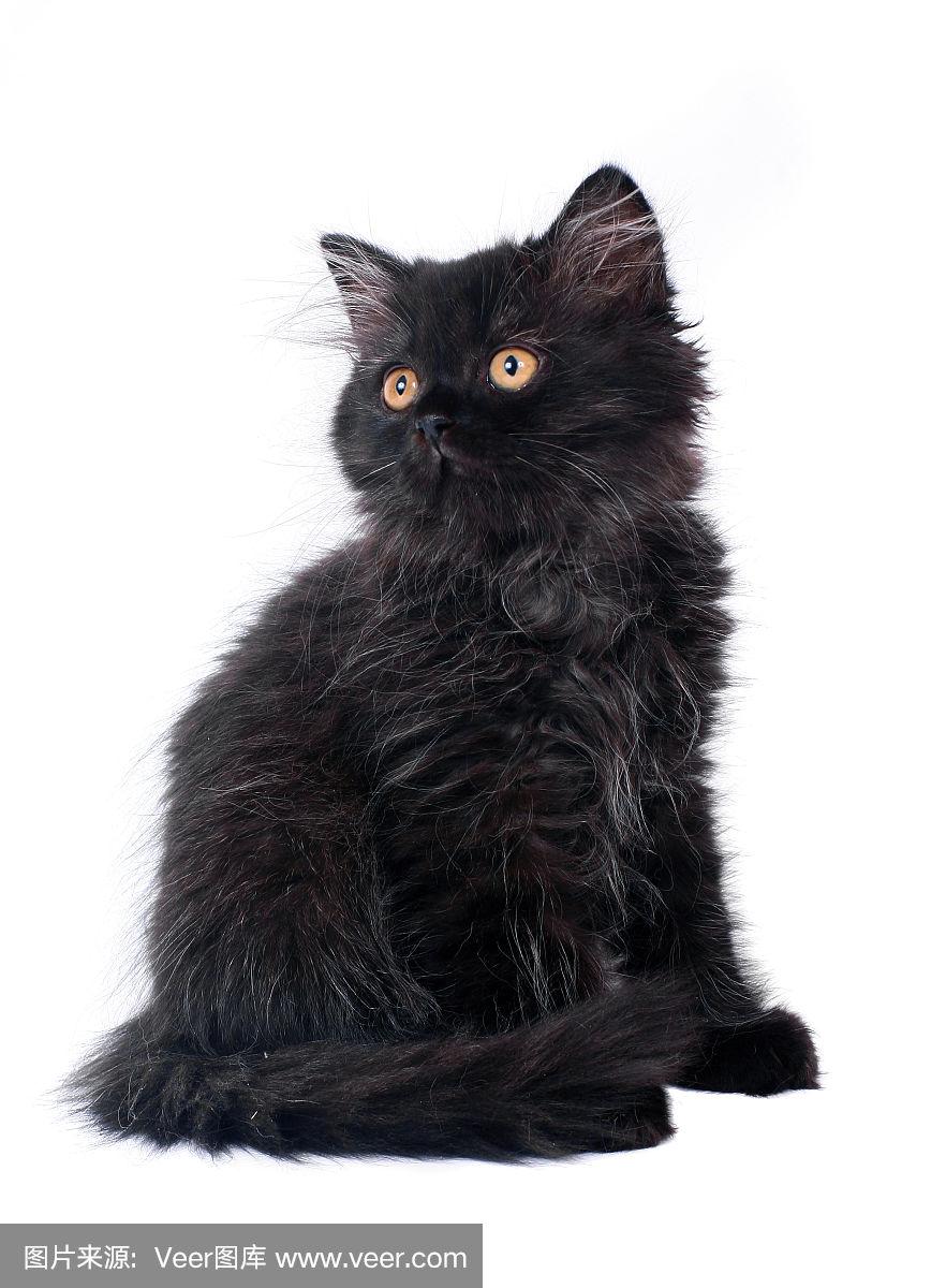 黑色,小猫,英国长毛猫,波斯猫,垂直画幅