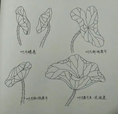 李爱菊画白描荷花