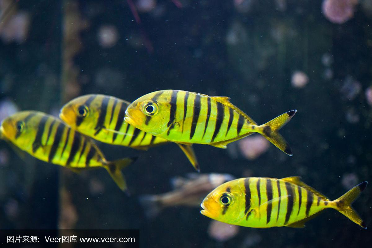 黄金鲹,鲹,杰克鱼,鳍刺类鱼,indopacific ocean