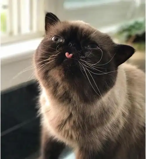 这只黑猫说"我爱你"的方式超级萌,看完后心都软了