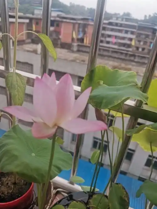 碗莲开花第五天