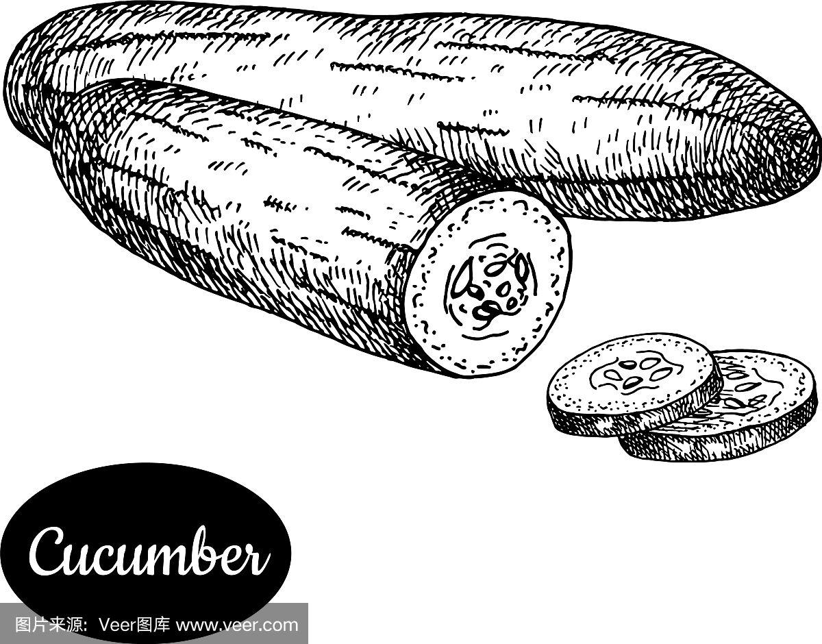 手绘速写式黄瓜
