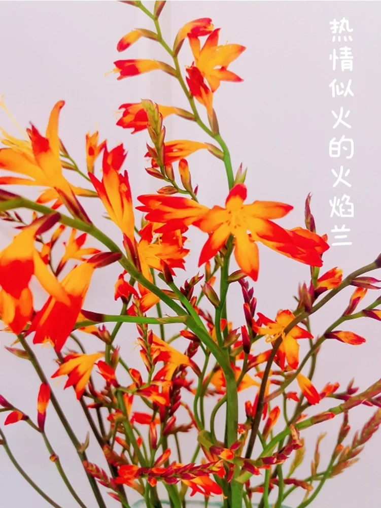 我的养花日常 #笔记灵感  火焰兰独特的橙色,穗状枝条花型较小,但很