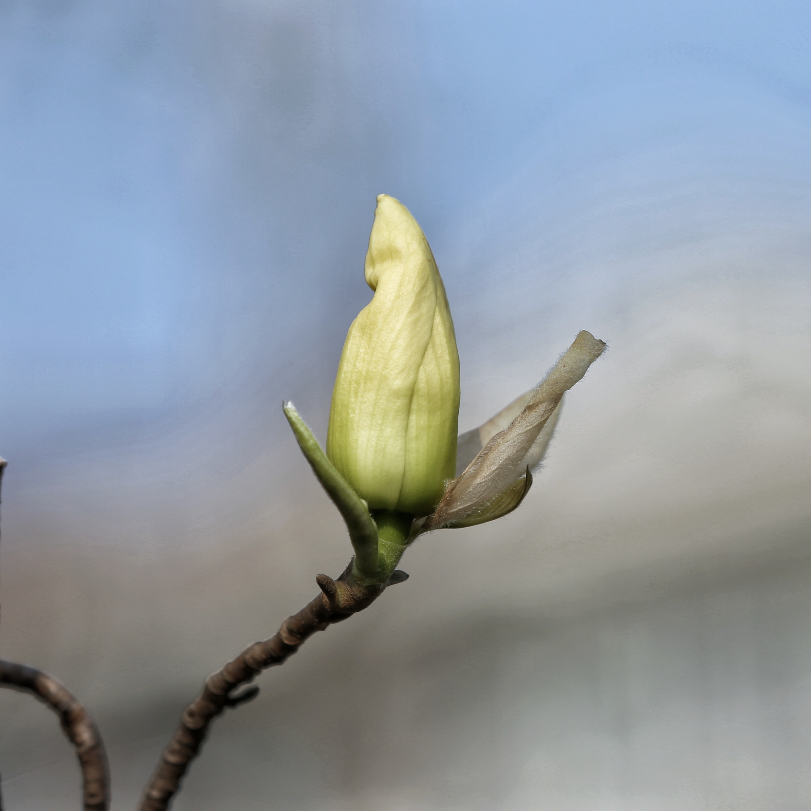 含苞待放的玉兰花