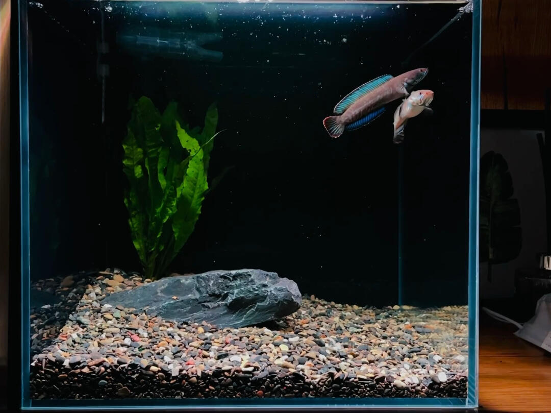雷龙缸  #阿萨姆奶茶雷龙鱼  两只一起养才不孤单