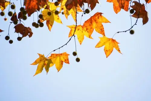 怀秋赏秋 - 美篇