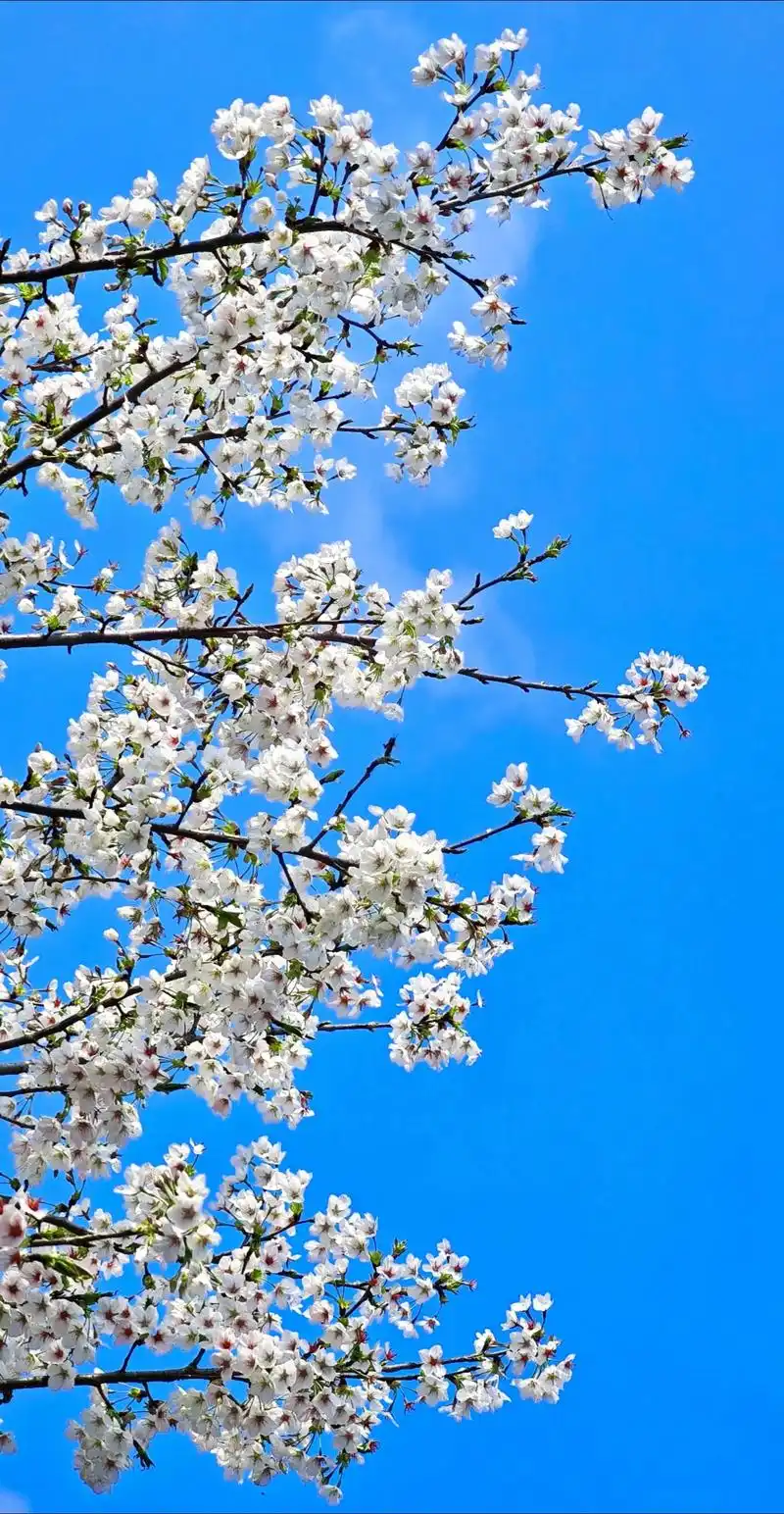 壁纸 花 桌面 1440_2780 竖版 竖屏 手机