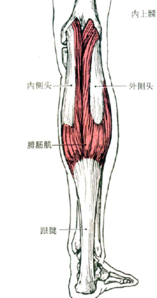 为什么别人的小腿越跑越细,而你的越跑越粗?这篇文章还你筷子腿