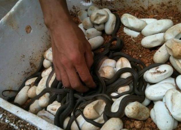 农村小伙靠养殖年入30多万,这钱一般人可赚不了!