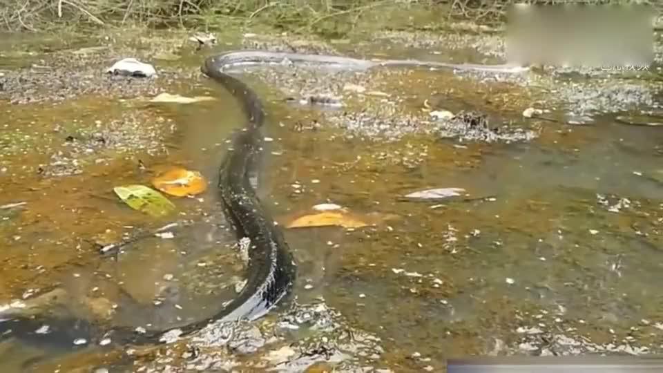 野外发现的巨型眼镜王蛇, 这体型说是"蛇王"也不过分!