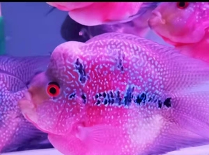 十八罗汉鱼热带观赏鱼活体麒麟罗汉鱼元宝罗汉鱼群养热带观赏鱼