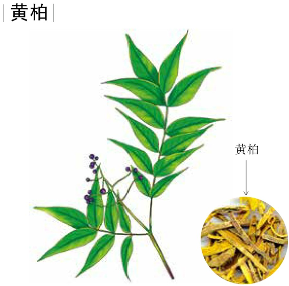 中草药材——黄柏