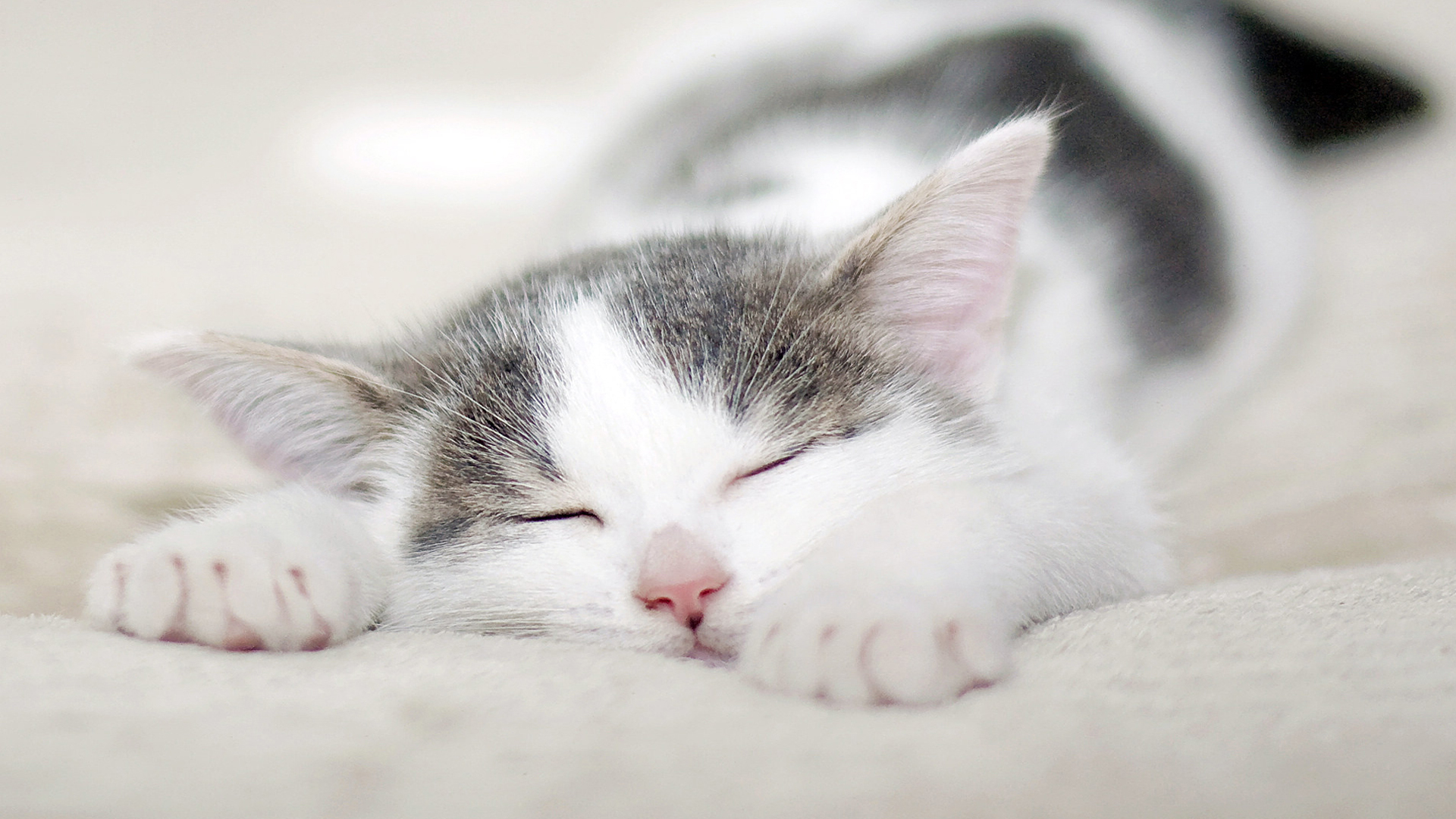 呆萌萌宠喵咪睡觉高清图片电脑桌面壁纸